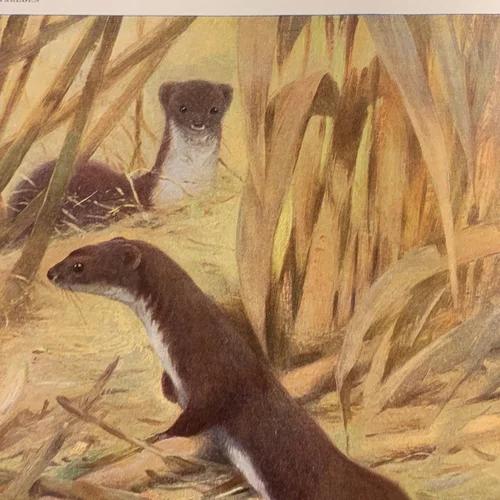 Mustela Bébé Massageolja